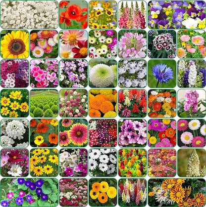 Buy Varieties of Flower Seeds (Pack of 100) And Get Plant Growth Supplement Free